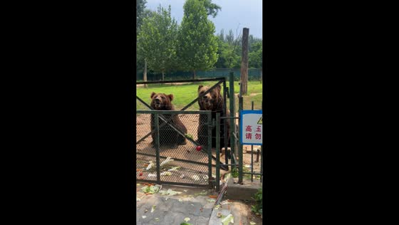 Girl's fruit toss gets stuck as bears look on in Hebei, China