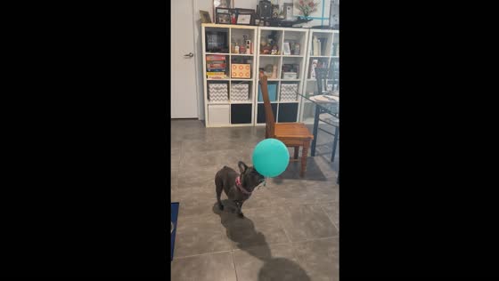 Dog plays with balloon in slow-motion style