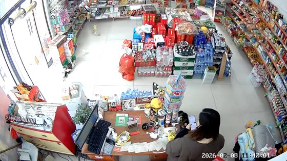 Stray cat darts into shop and grabs bird in Jiangxi, China