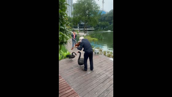 Elderly man plays violin as two black swans appear to sing along in Chongqing, China