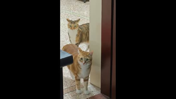 Three curious cats react to owner’s laughter in Guangdong, China