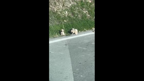 Rescue mission in Sicily: trio of abandoned puppies saved from perilous roads