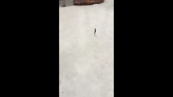 Lizard sprints on two legs inside building in Jiangsu, China