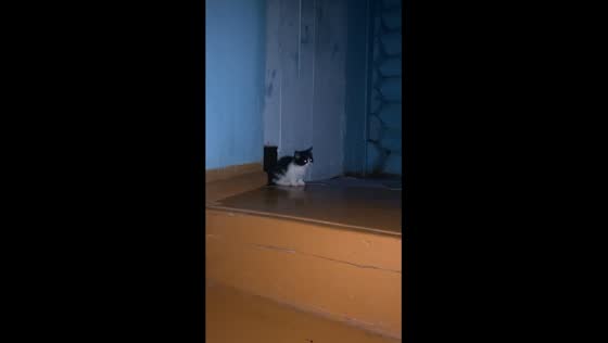 Adorable attic antics: playful kittens' hilarious escapade in Bym Village!