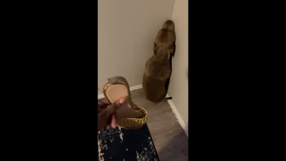Pitbull adorably obeys after being told to stand in the corner in Dallas, Texas, USA