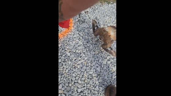 Worker helps bird by marking nest in driveway