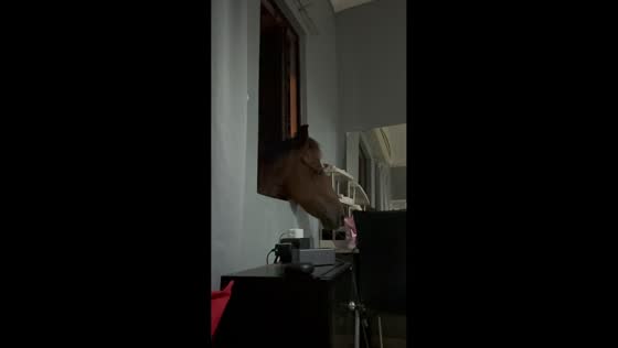 Horse peeks through window for attention in Melaka, Malaysia