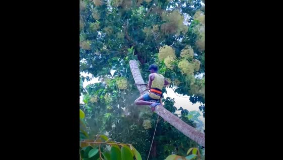 Unique tree cutting in Tamil Nadu