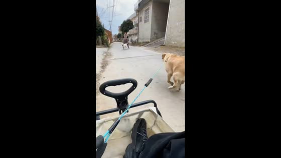 Woman falls after being pulled by dog in Hubei, China