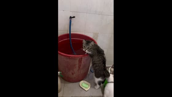 Playful cat's bathroom water adventure: a quirky scene from Cerme, Indonesia