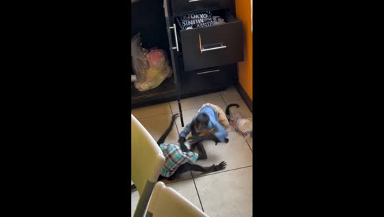Two dressed monkeys throwing hands over food, Mexico