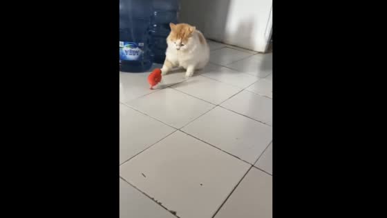 Colorful Chick Chases Cat in Bandung, Indonesia! Funny Video!