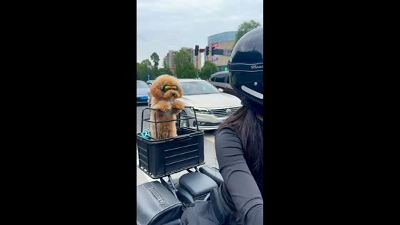 Adorable puppy enjoys motorcycle ride wearing colorful goggles in Sichuan, China