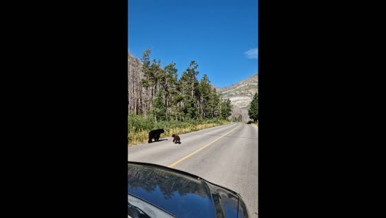 Bear cub crosses road to join another in Waterton Park, Alberta