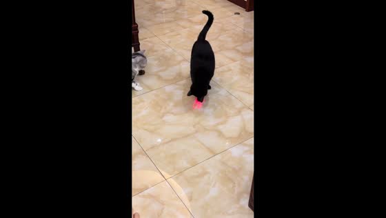 Cat chases laser pointer in Fujian, China
