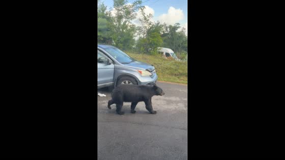 Tennessee resident drives bear out of car with noise