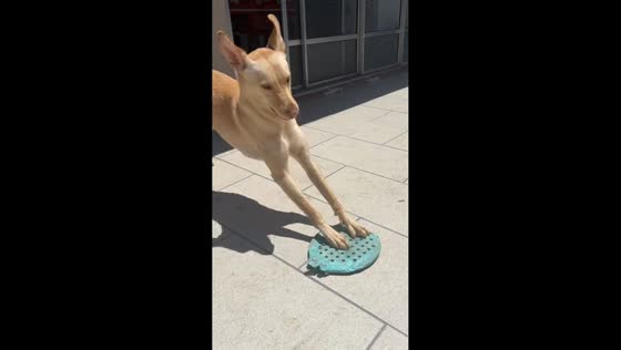 Dog slides toy on paved ground in La Plata, Buenos Aires, Argentina