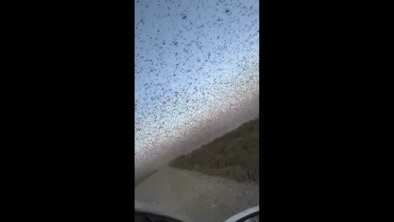 Swarm of locusts fills the air over fields in Dagestan, Russia