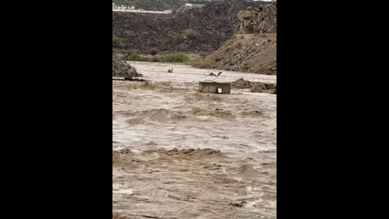 Camel struggles against strong river currents in Al-Quba, Bisha, Saudi Arabia