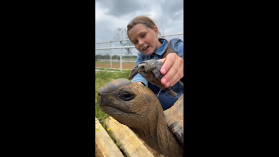 Tortoise pees on larger tortoise during explanation in Cape Town, South Africa