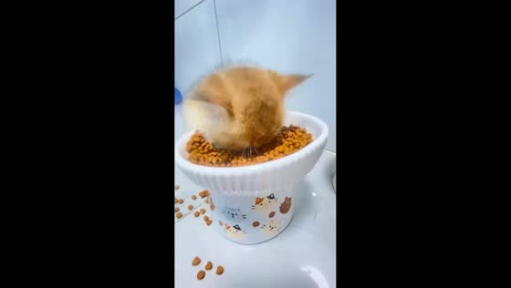 Sleepy kitten eats while dozing off in Anhui, China