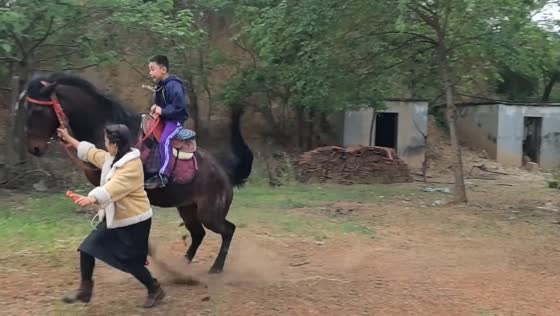 Child falls from horse after sudden stumble in Shandong, China