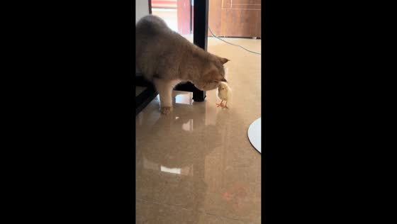 Cat shows cautious curiosity toward chick in Guangdong, China