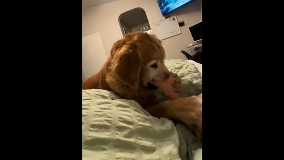 Golden retriever playfully presses its face into owner’s hand in Santa Clarita, California, USA
