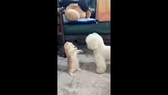 British Longhair and Bichon Frise playfully face off in Shanghai, China