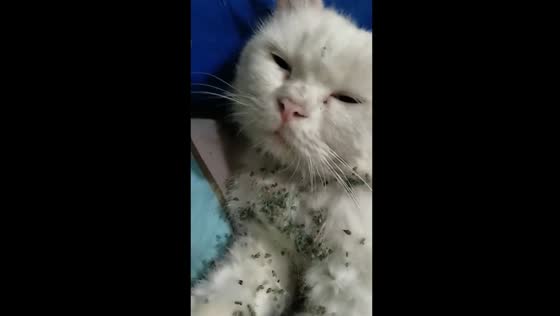 Grass-adventurous feline: a playful afternoon romp leaves a messy surprise!