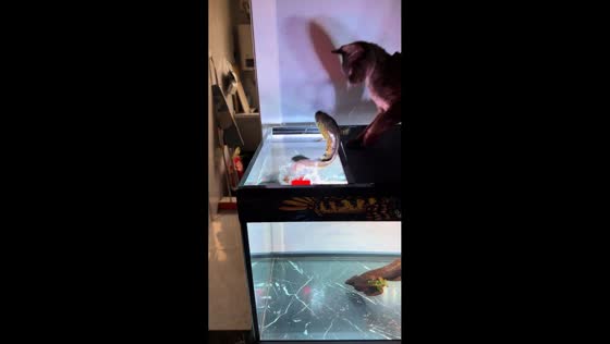 Cat and rainbow snakehead fish interaction ends with fish jumping out in Henan, China
