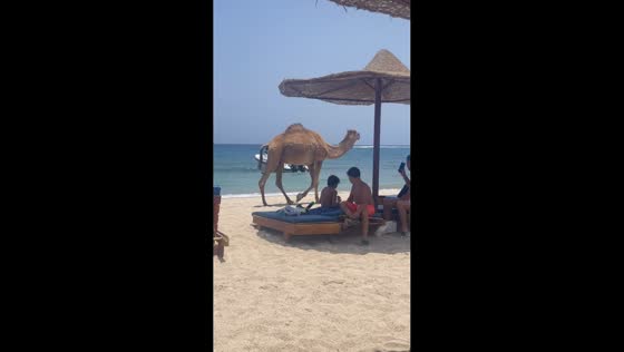 Camel surprises beachgoers by walking into the sea at Abu Dabbab Beach, Egypt