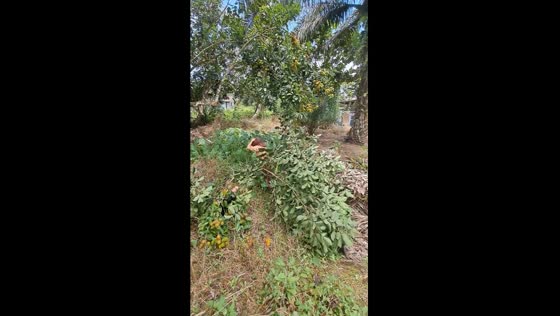 Rambutan-picking mishap: hilarious branch break in West Kalimantan