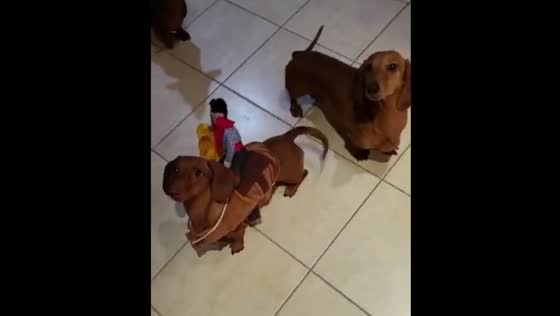 Dog Penny enjoys costume while others refuse in Vaughan, Canada