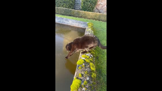 Scottish Fold cat steps on cracking ice in Troyon, France