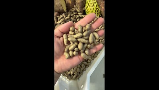 Unusual “fingerling potatoes” identified as yam bulbils in Jiangsu, China