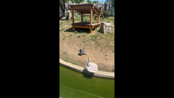 Monkey responds playfully to visitors at zoo in Hebei, China