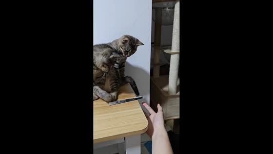 Naughty cat pushes pen off table in Heilongjiang, China