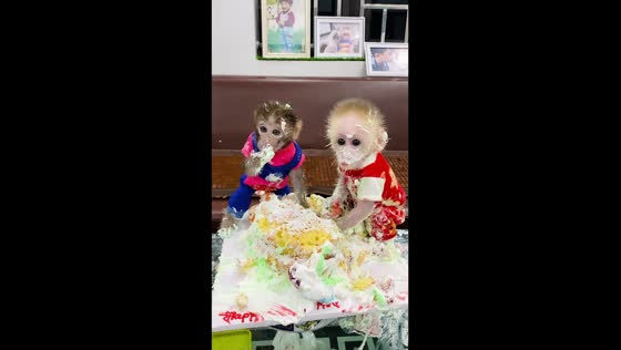 Pika and Mew Mew: 11-month-old monkeys turn dad's cake into a mess 