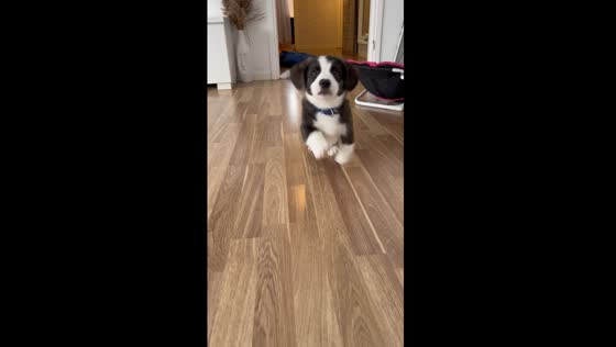 Tamlin's tiny trot: a puppy rewind
