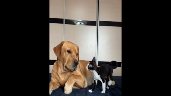 Playful kitten teases dog in Beijing, China