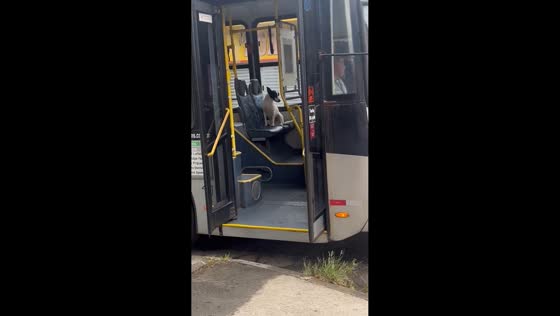 Dog hops onto bus seat in São Paulo, Brazil
