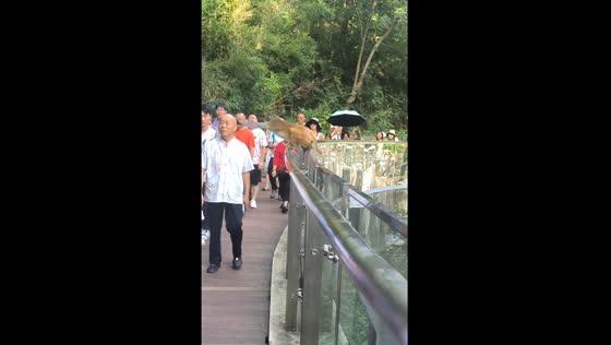 Monkey's playful gesture sparks laughter in Guizhou, China
