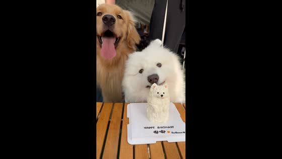 Dog birthday celebration mishap in Shanghai, China