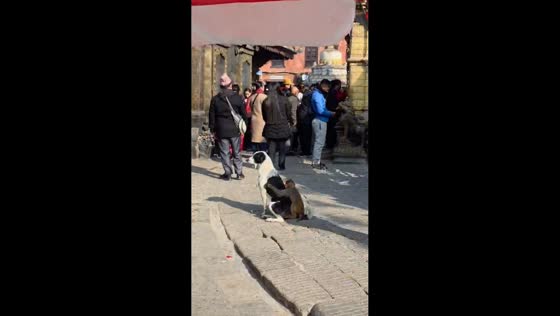 Monkey clings to dog in Kathmandu, Nepal