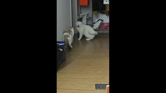 White cat gets spooked by surprise encounter in Zhejiang, China