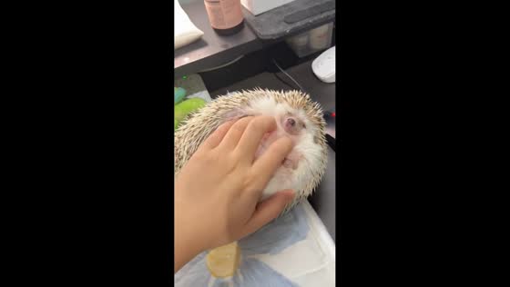 Hedgehog wiggles and hugs owner’s hand in Guangdong, China