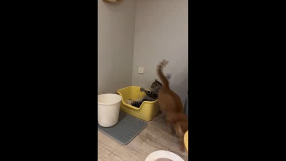 Cat loses balance in litter box in Sichuan, China