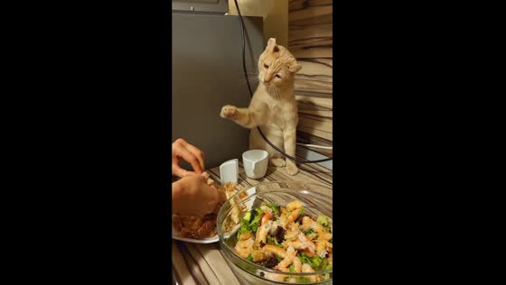 Adorable hungry cat's paw-fect plea for food in Odessa, Ukraine