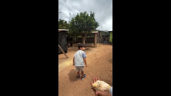 Boy’s playful moment with chicken turns unexpectedly funny in São João Evangelista, Brazil